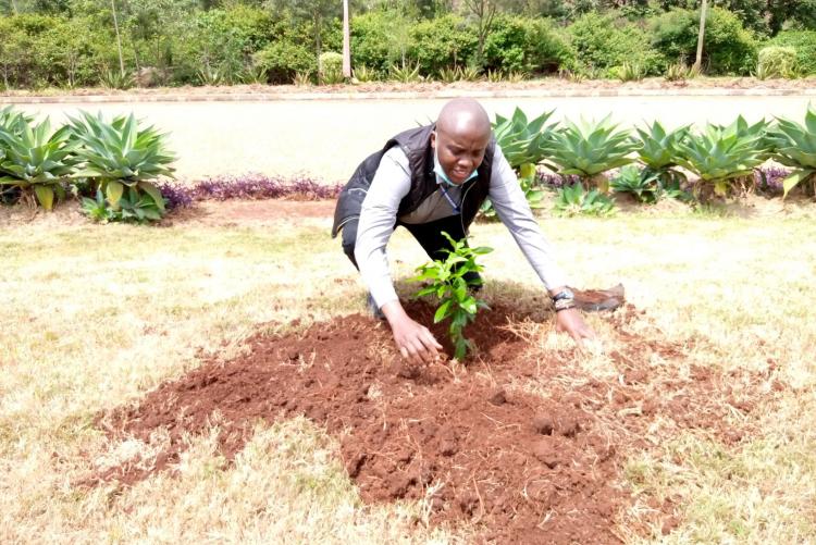 University Advancement staff participates in the tree planting exercise