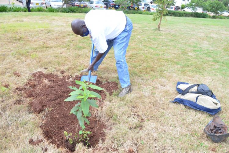 University of Nairobi Corporate Affairs Director Mr John Orindi plants a tree during the tree planting ceremony