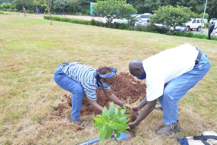 UoN Corporate Affairs Director Mr John Orindi and staff plant a tree during the annual tree planting exersice 2021